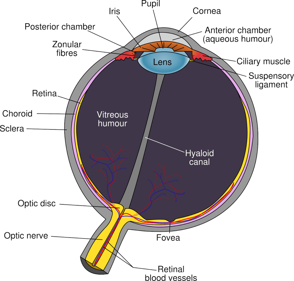 refractive surgery and how the eye works