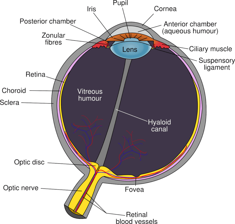 Refractive Surgery and How the Eye Works