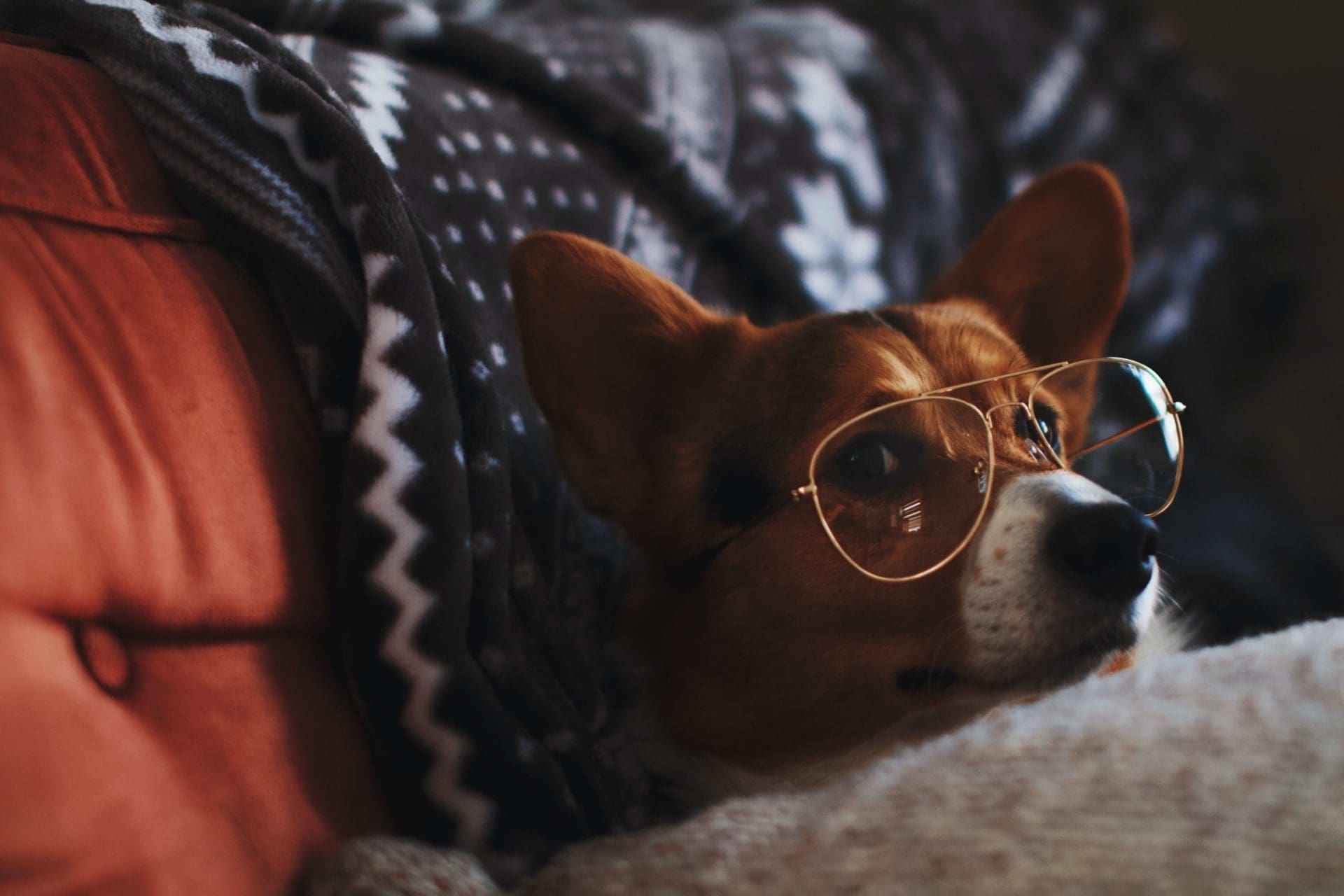 dog with aviator glasses
