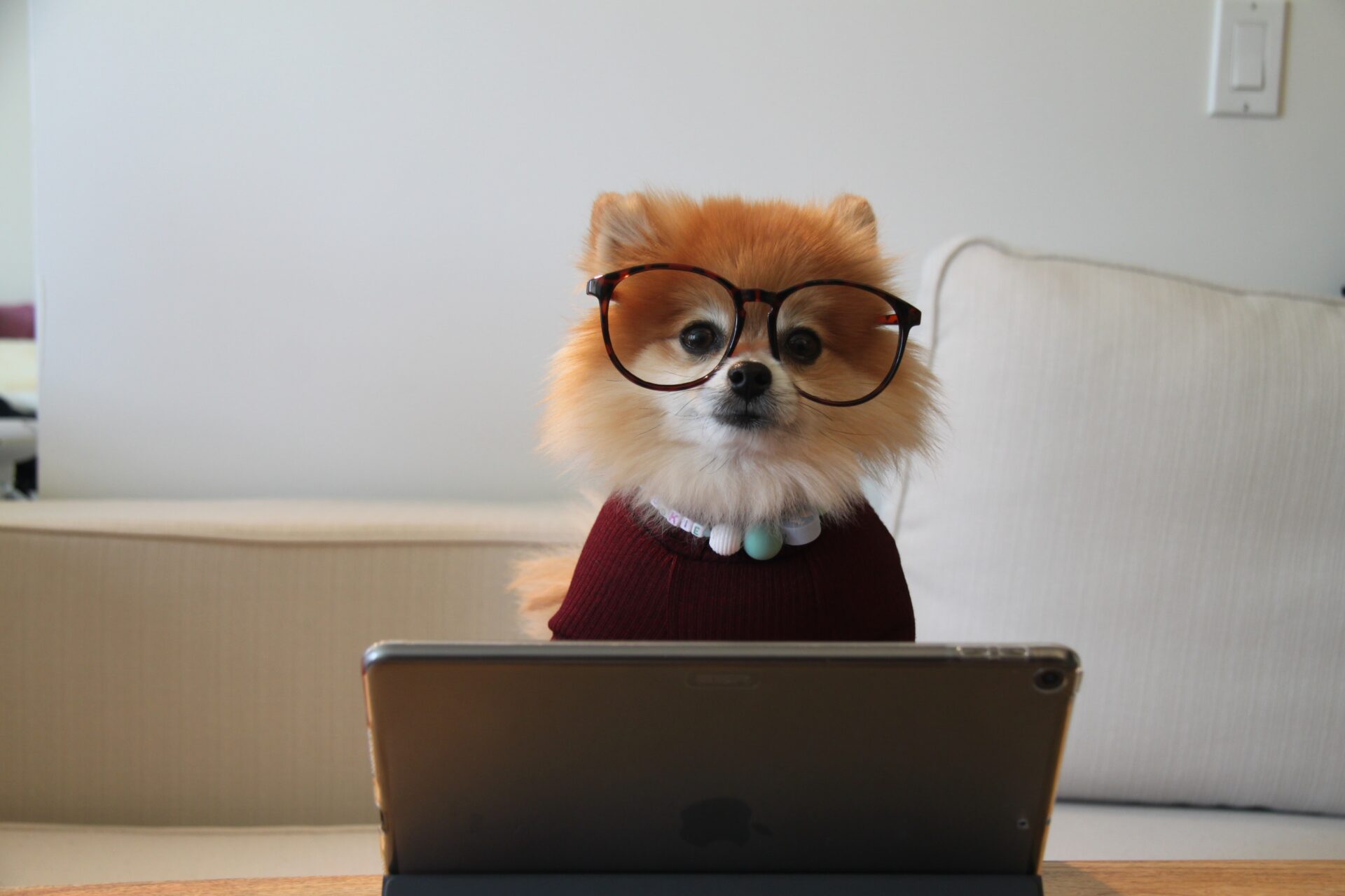 cute dog with glasses